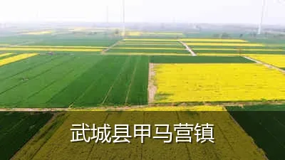 武城县甲马营镇